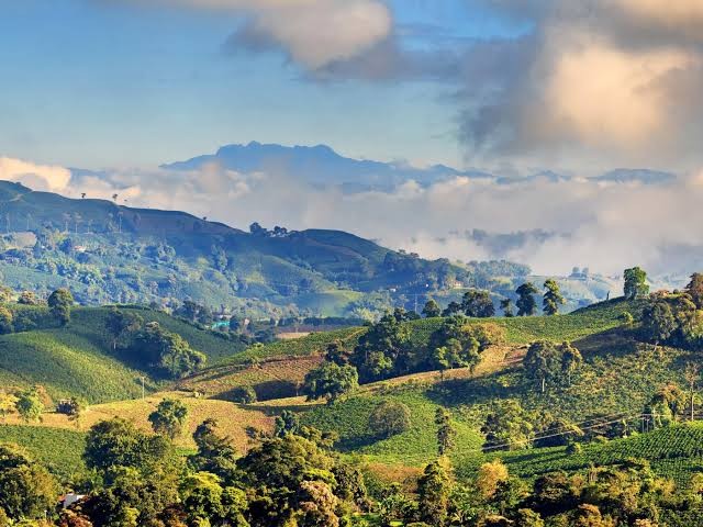 Palmas de cera Valle del Cocora Salento